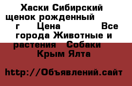 Хаски Сибирский (щенок рожденный 20.03.2017г.) › Цена ­ 25 000 - Все города Животные и растения » Собаки   . Крым,Ялта